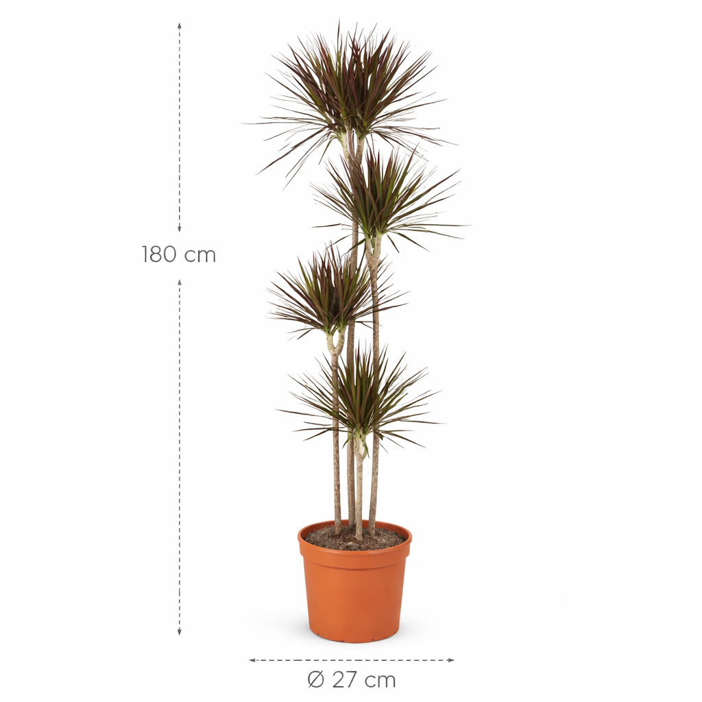 Dracaena Magenta – 180 cm