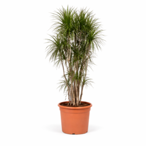 Dracaena Marginata vertakt – 220 cm