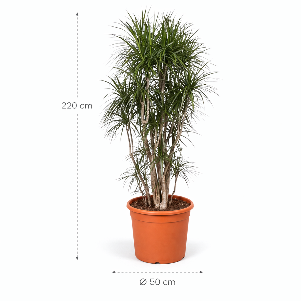 Dracaena Marginata vertakt – 220 cm