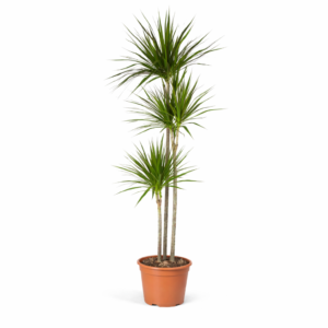 Dracaena Marginata – 160 cm