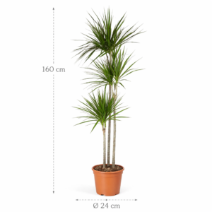 Dracaena Marginata – 160 cm