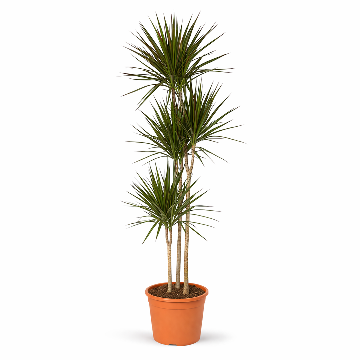 Dracaena Marginata – 180 cm