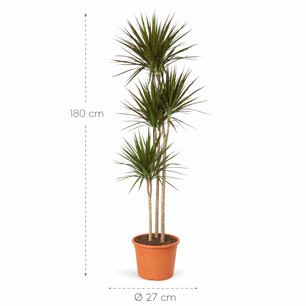 Dracaena Marginata – 180 cm Dracaena Marginata – 180 cm