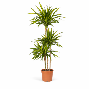 Dracaena Riki – 140 cm