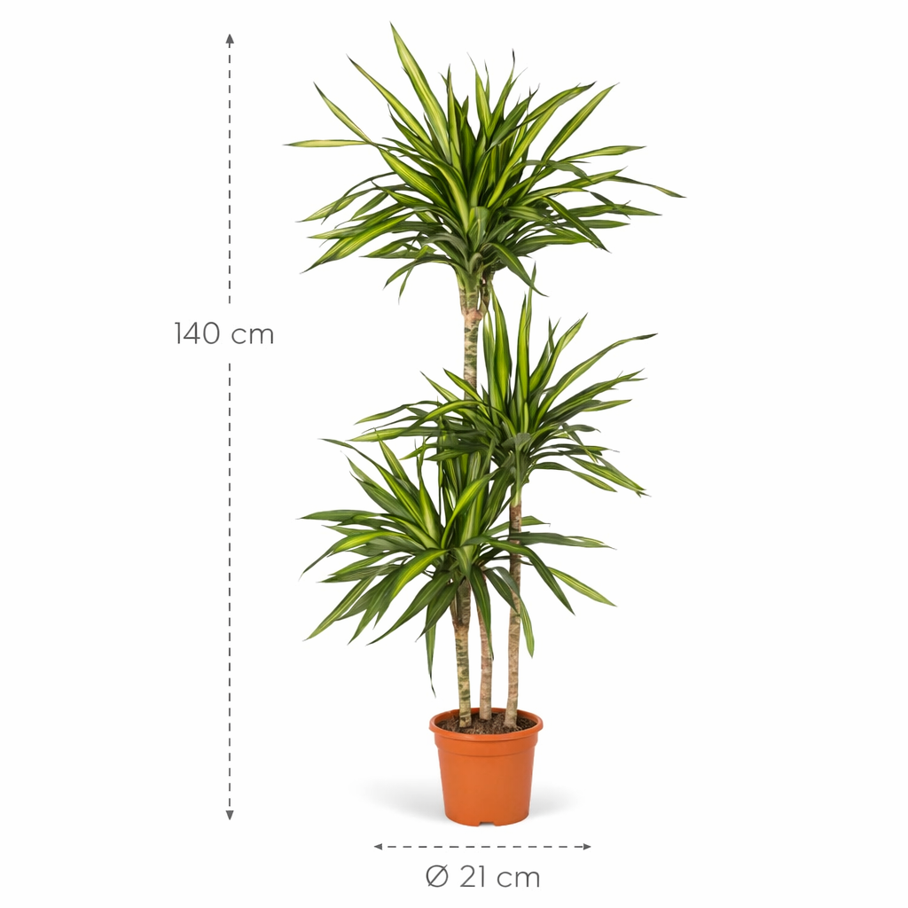 Dracaena Riki – 140 cm