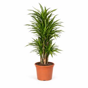 Dracaena Riki – 140 cm_1