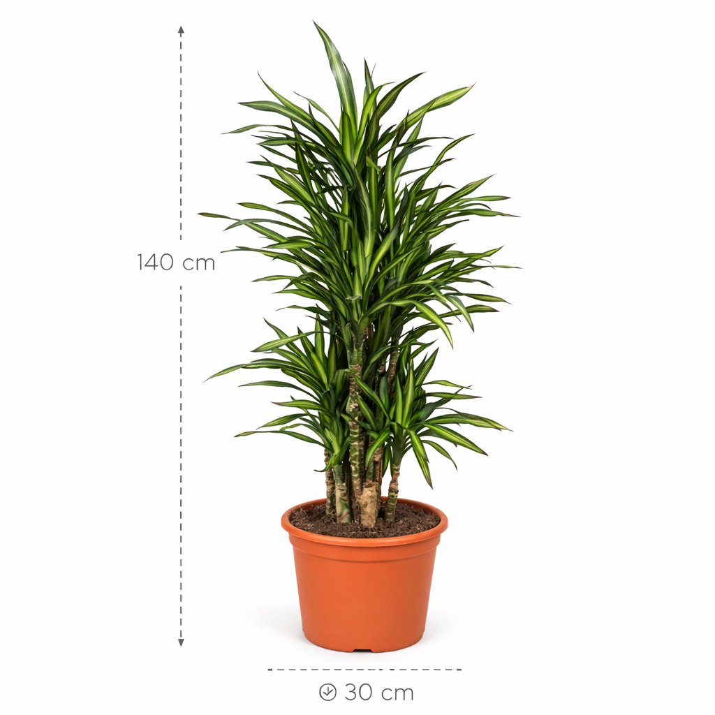 Dracaena Riki – 140 cm_1
