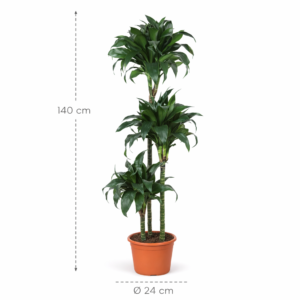 Dracaena Tatuade - 140 cm