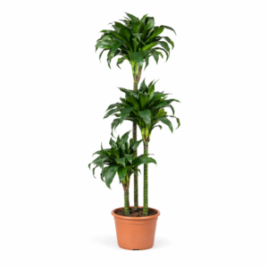 Dracaena Tatuade – 140 cm