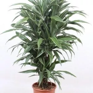 Dracaena Warneckei - 100 cm - ø27