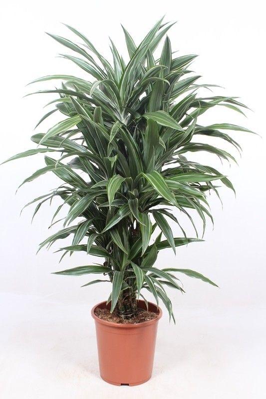 Dracaena Warneckei - 100 cm - ø27