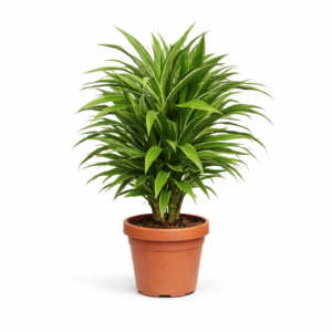 Dracaena Warneckei – 100 cm