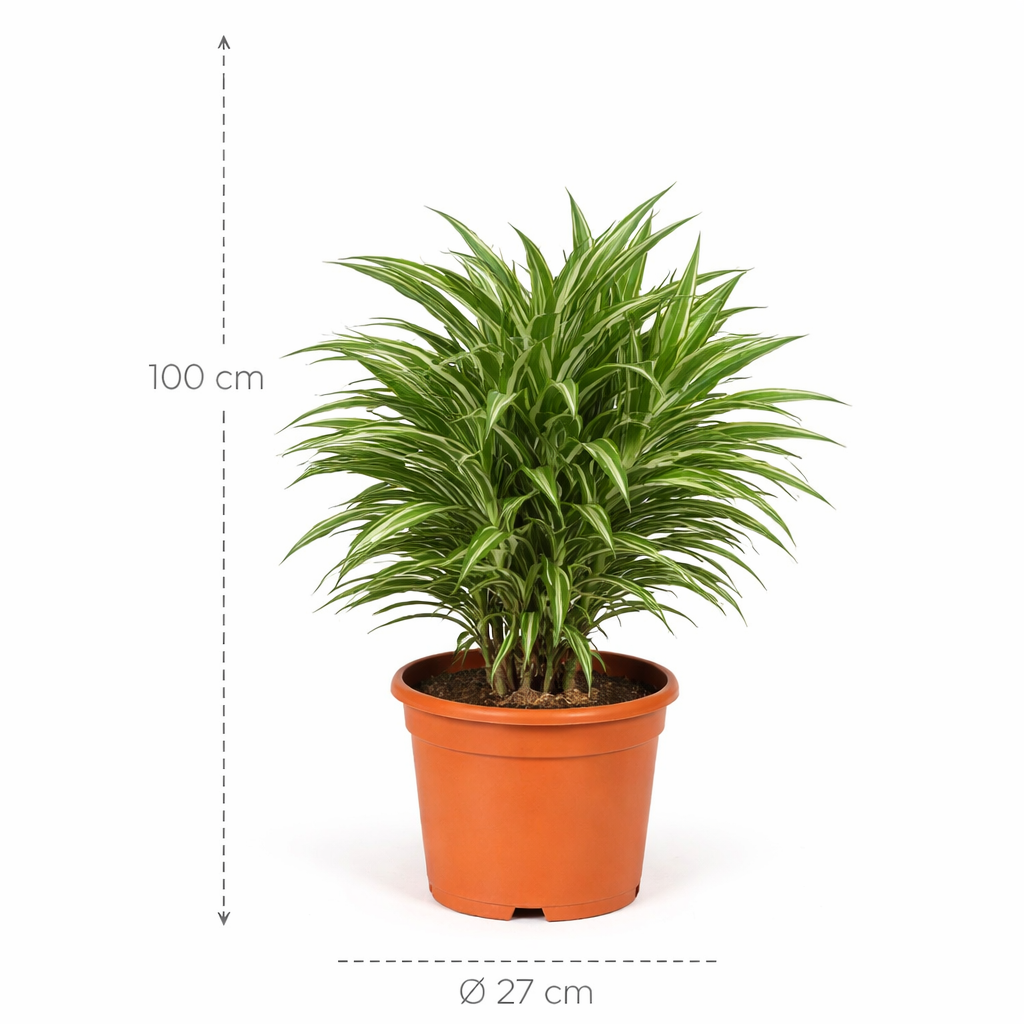 Dracaena Warneckei – 100 cm
