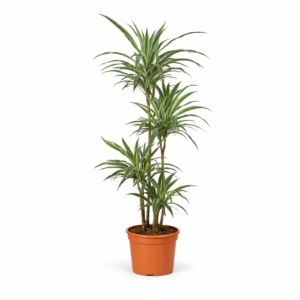 Dracaena Warneckei – 145 cm