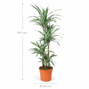 Dracaena Warneckei – 145 cm