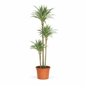 Dracaena White Stripe – 150 cm