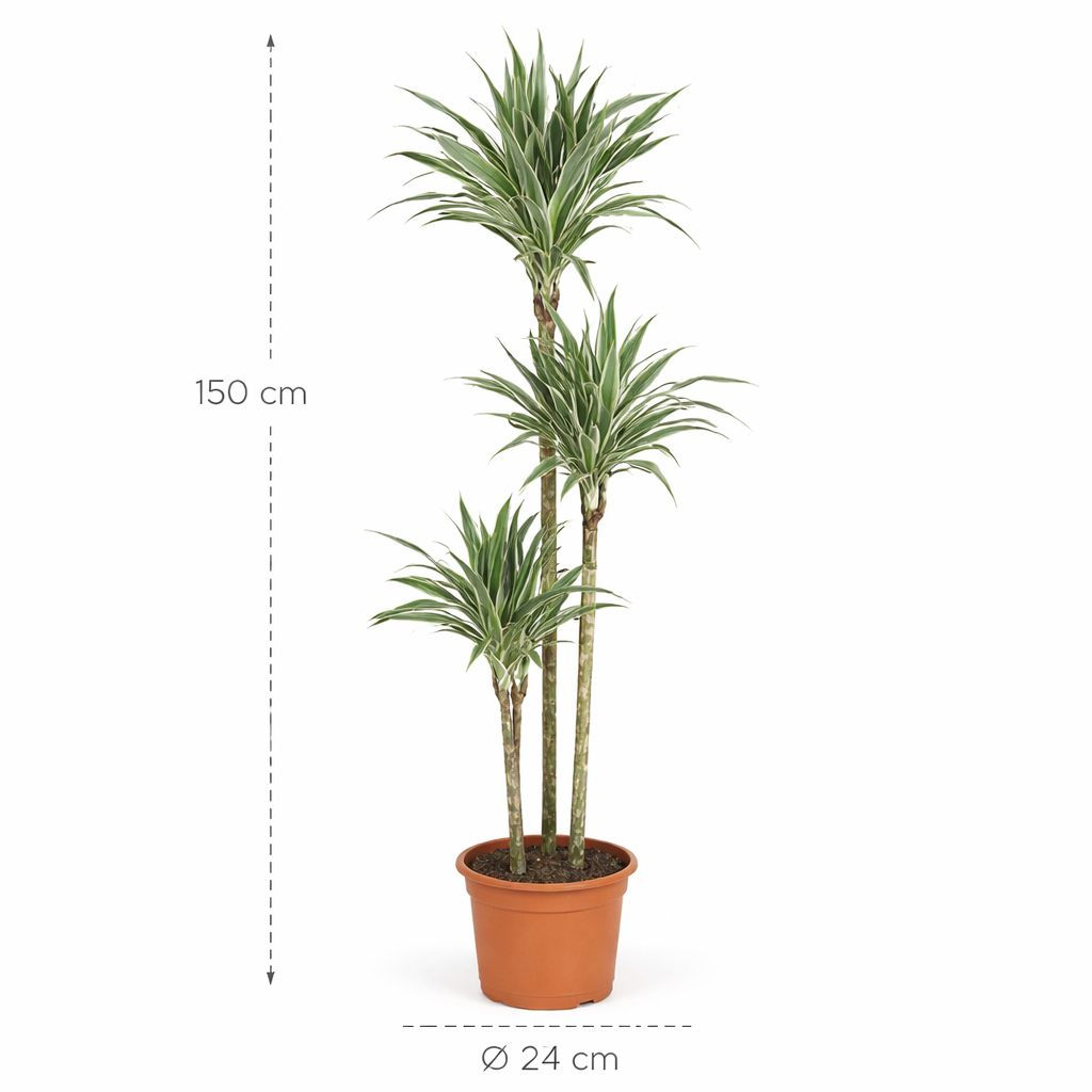 Dracaena White Stripe – 150 cm