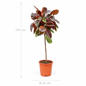 Ficus Elastica Belize op stam – 130 cm