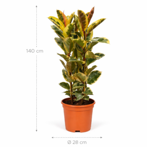 Ficus Elastica Tineke struik – 140 cm