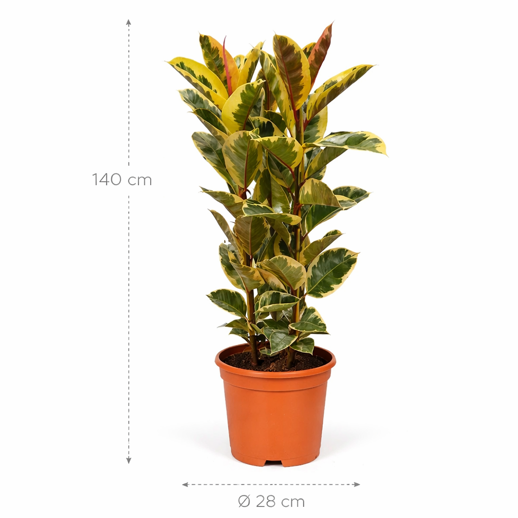 Ficus Elastica Tineke struik – 140 cm