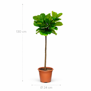 Ficus Lyrata stam – 130 cm