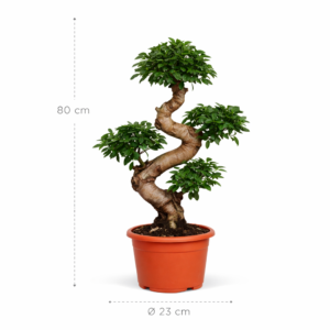 Ficus Microcarpa Ginseng – 80 cm