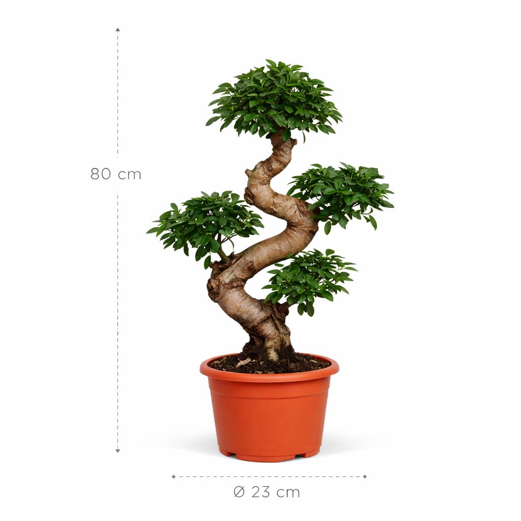Ficus Microcarpa Ginseng – 80 cm