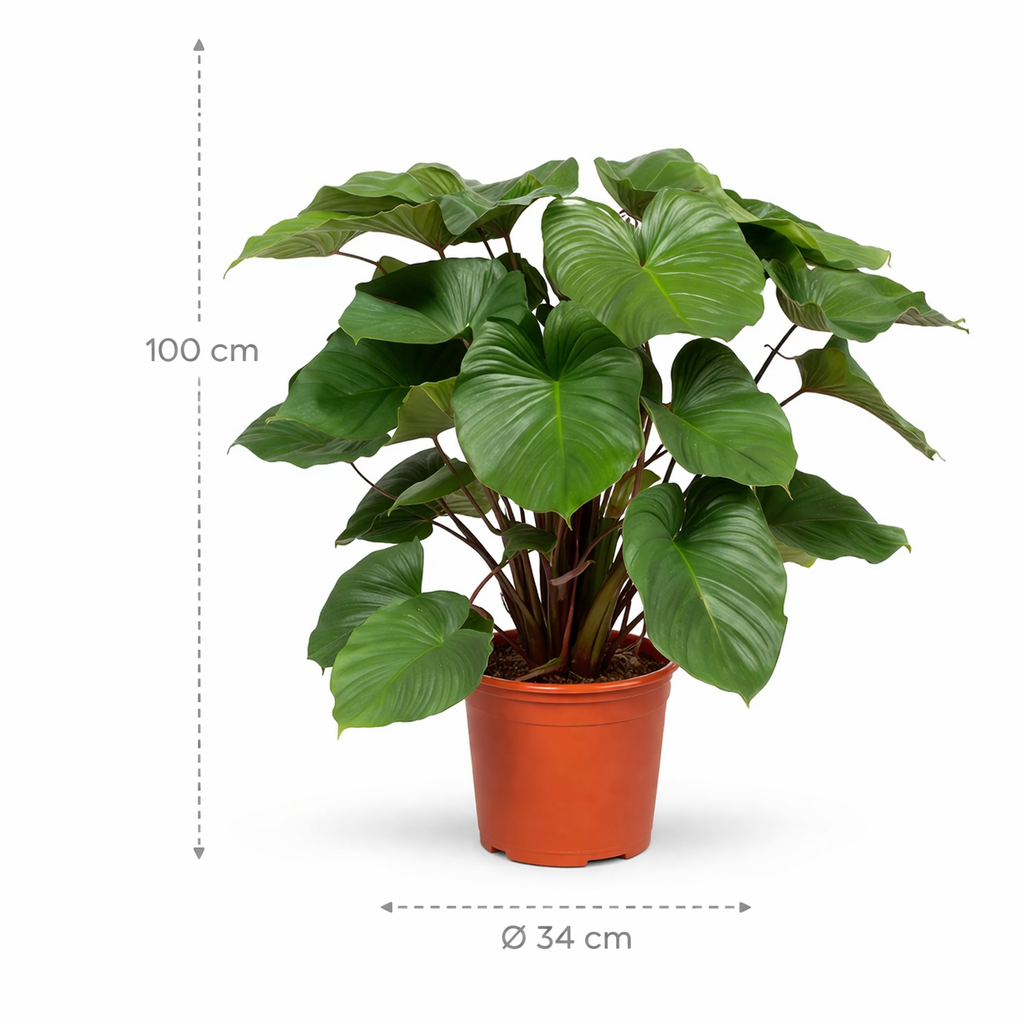 Homalomena Rubescens Maggy – 100 cm