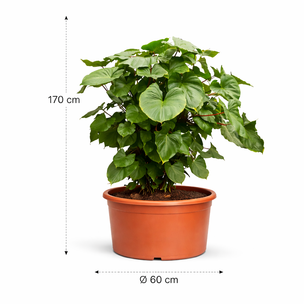 Homalomena Rubescens Maggy – 170 cm