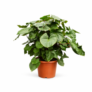 Homalomena Rubescens Maggy – 170 cm