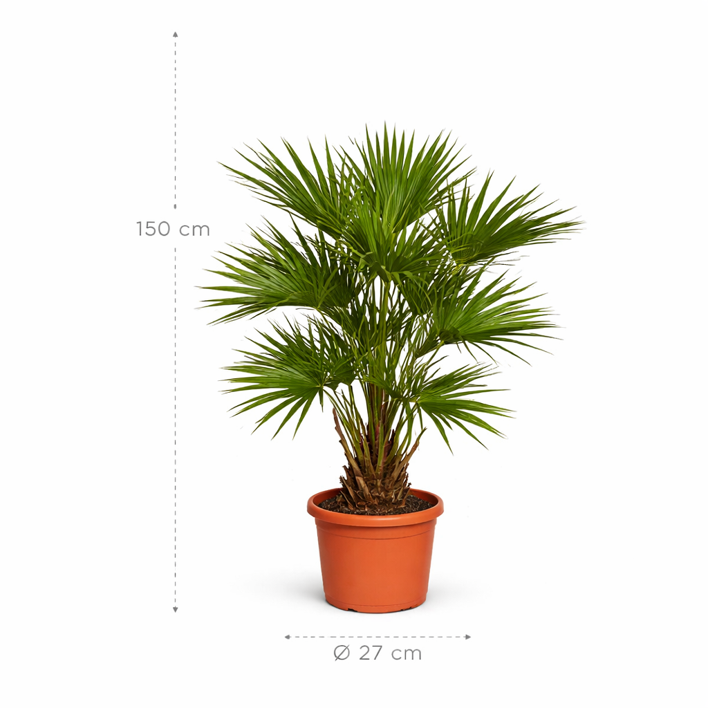Livistona Chinensis (Chinese schermpalm) – 150 cm
