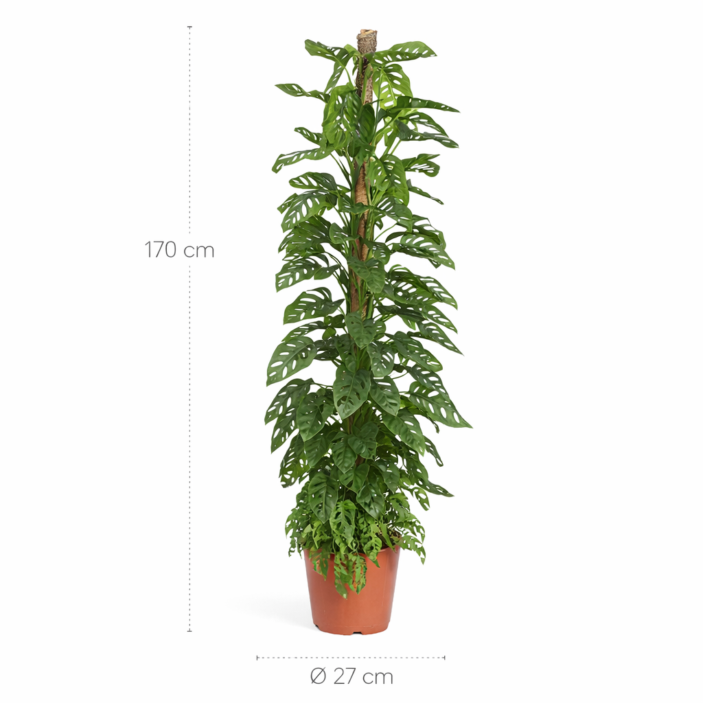 Monstera Monkey Leaf mosstok – 170 cm