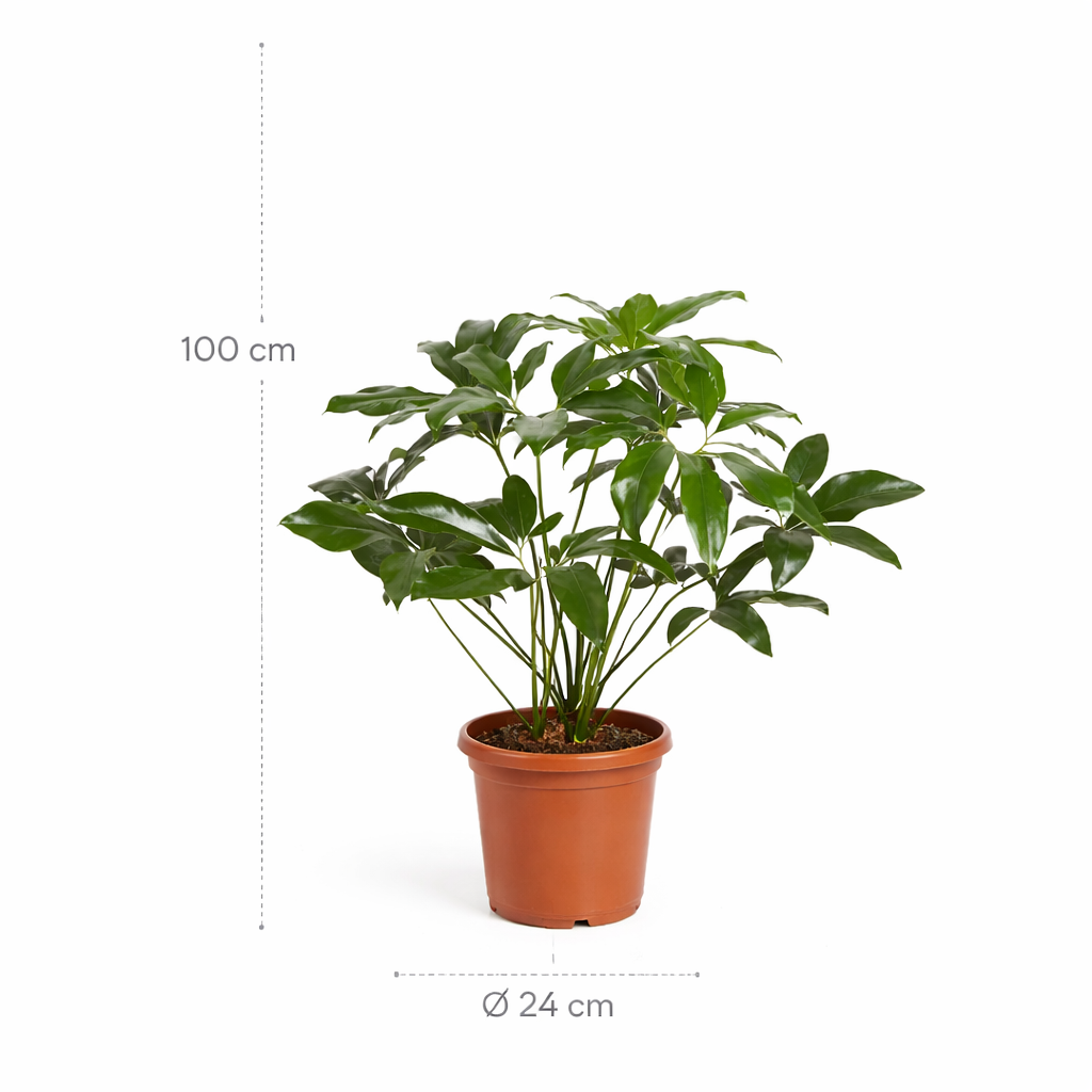 Philodendron Green Wonder – 100 cm