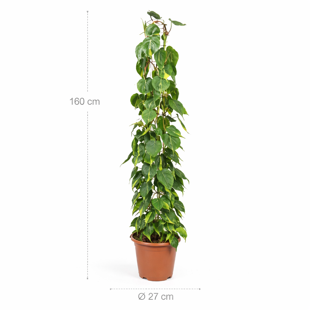 Philodendron Scandens Brasil gaasrek – 160 cm