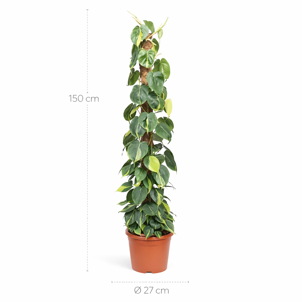 Philodendron Scandens Brasil mosstok – 150 cm