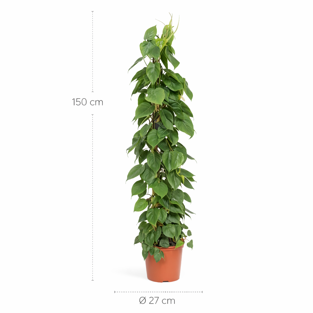Philodendron Scandens gaasrek – 150 cm