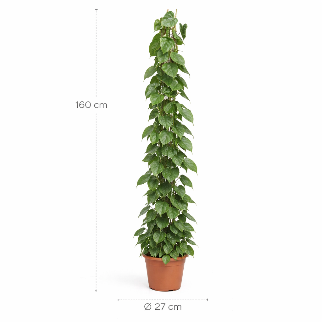 Philodendron Scandens gaasrek – 160 cm