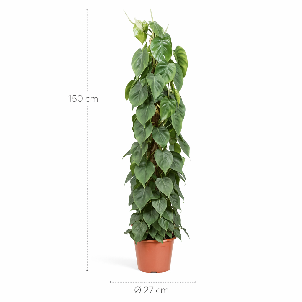 Philodendron Scandens mosstok – 150 cm