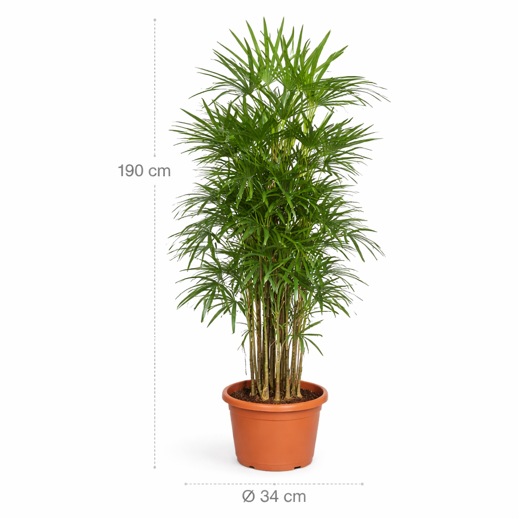 Rhapis Excelsa – 190 cm