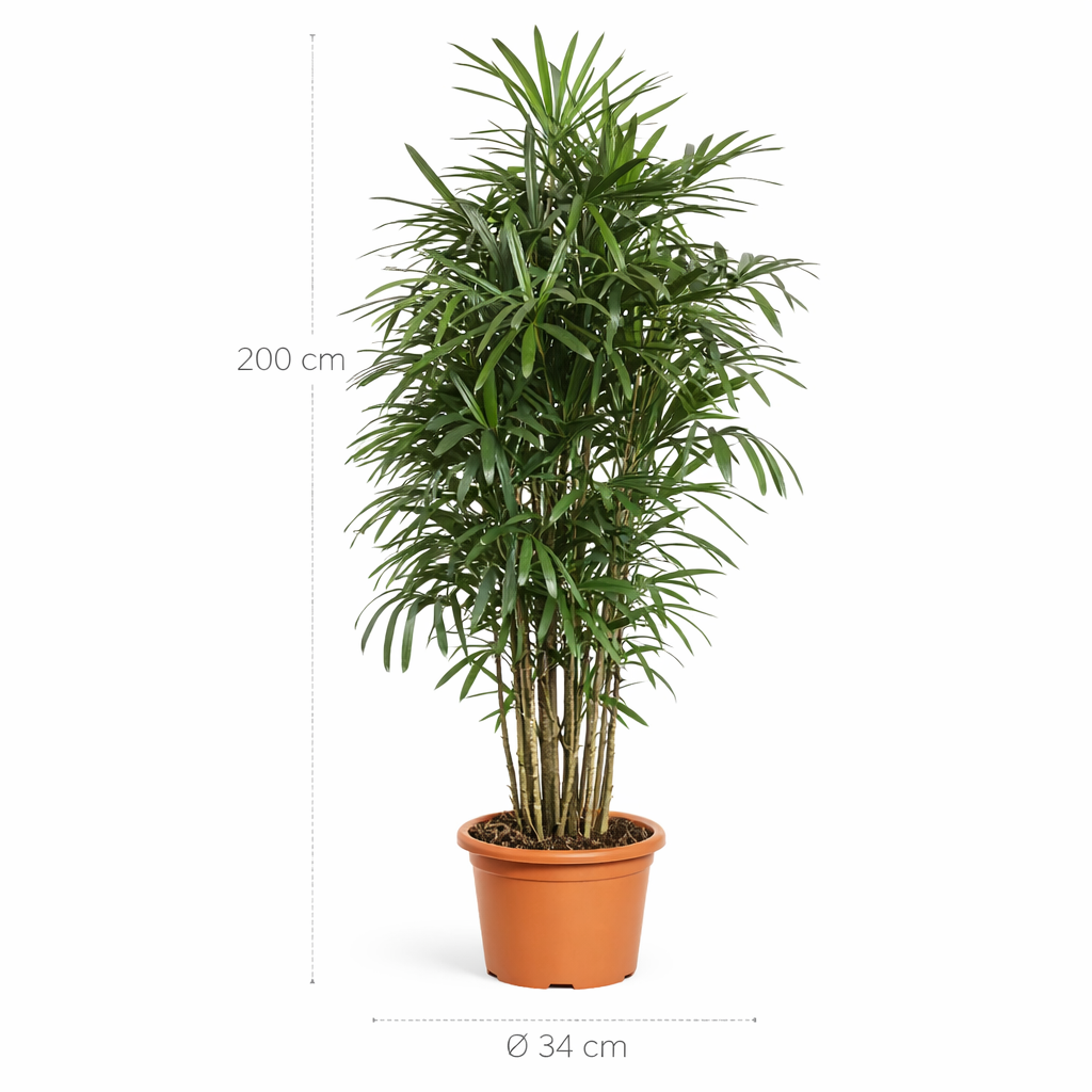 Rhapis Excelsa – 200 cm