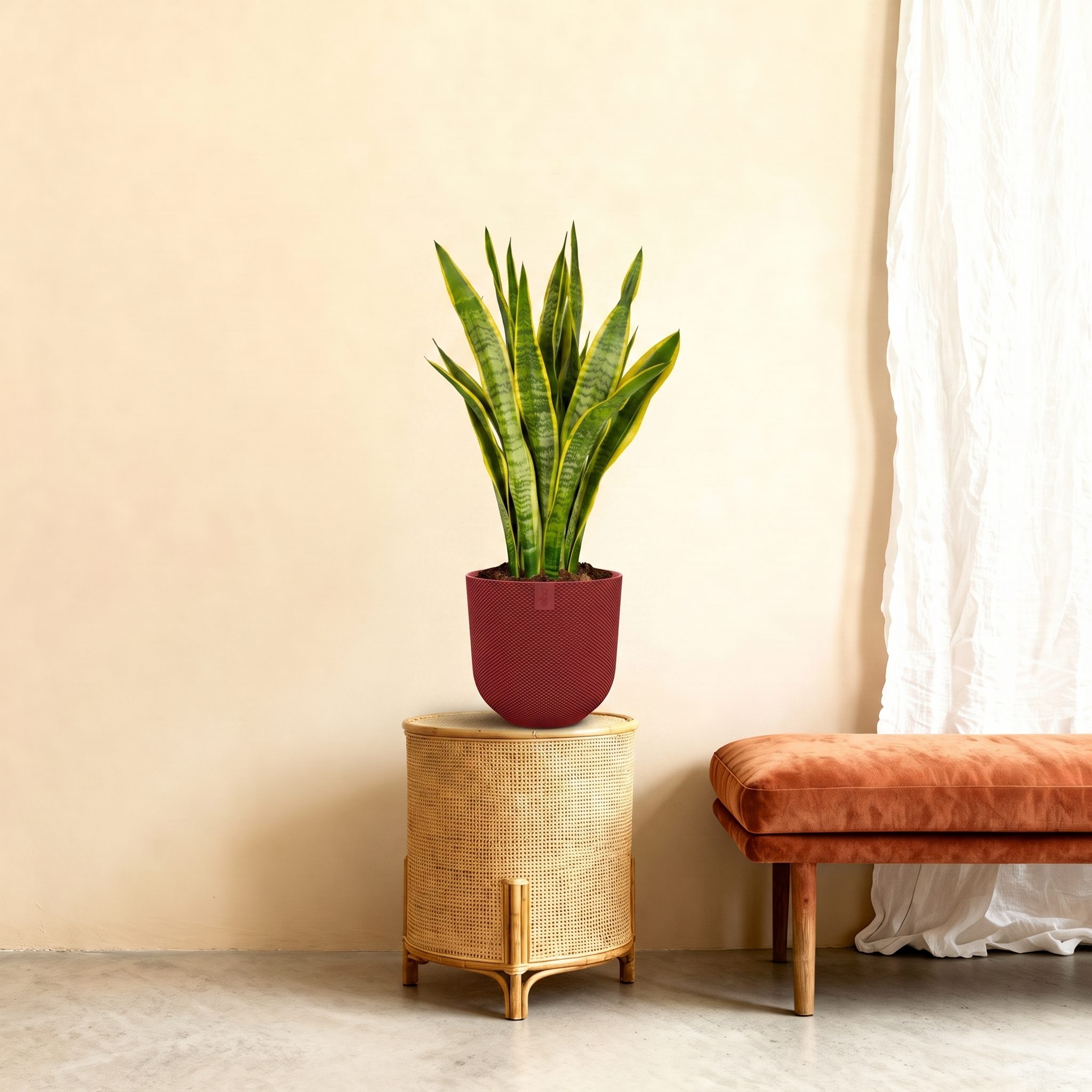 Sansevieria Laurentii - 90 cm