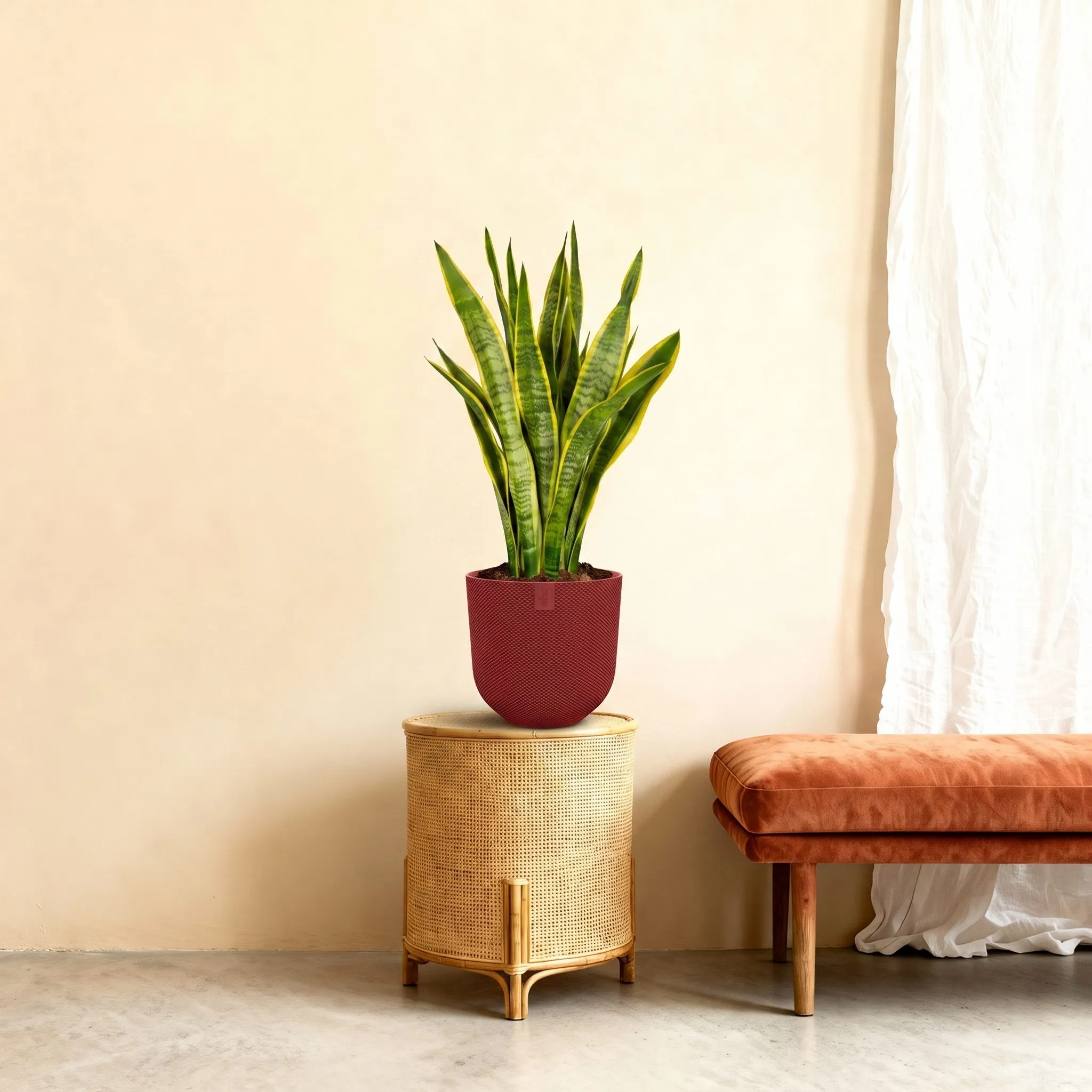 Sansevieria Laurentii - 90 cm