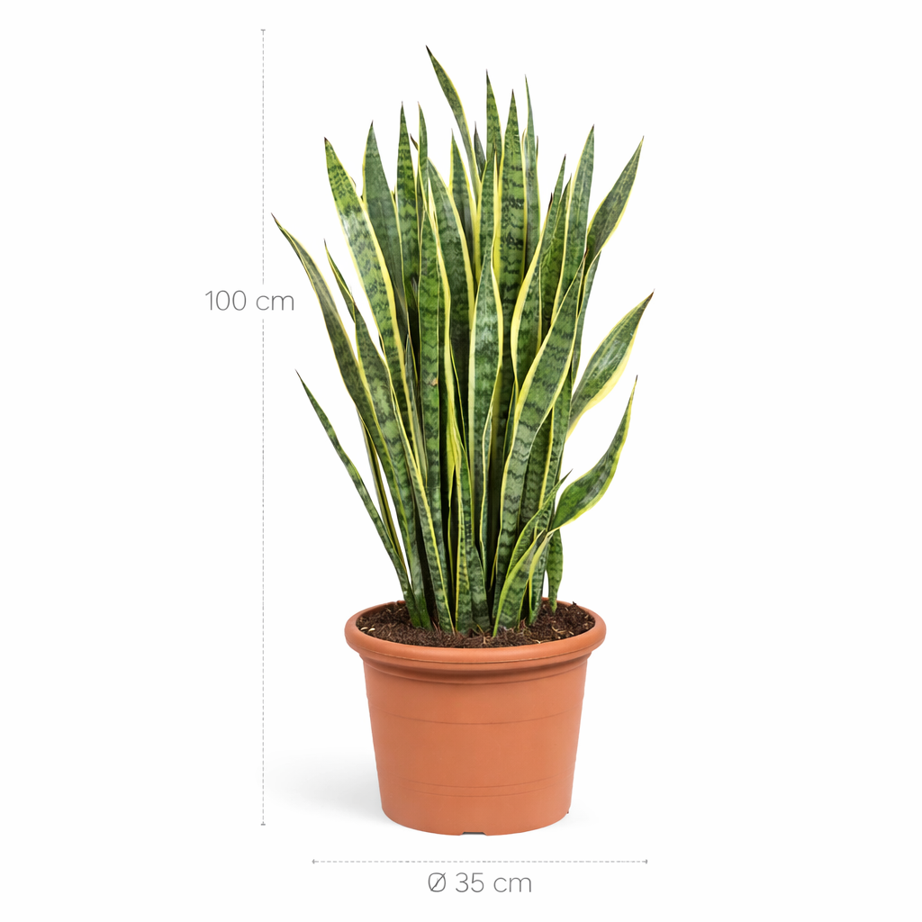 Sansevieria Laurentii – 100 cm