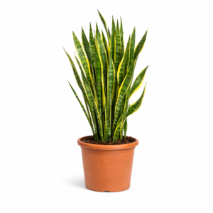 Sansevieria Zeylanica – 110 cm
