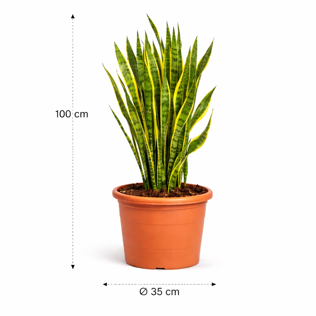 Sansevieria Zeylanica – 110 cm_1