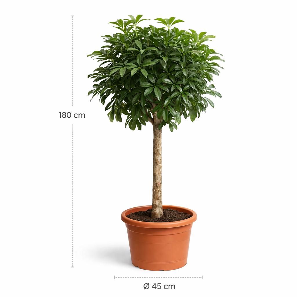 Schefflera Arboricola Compacta boom – 180 cm