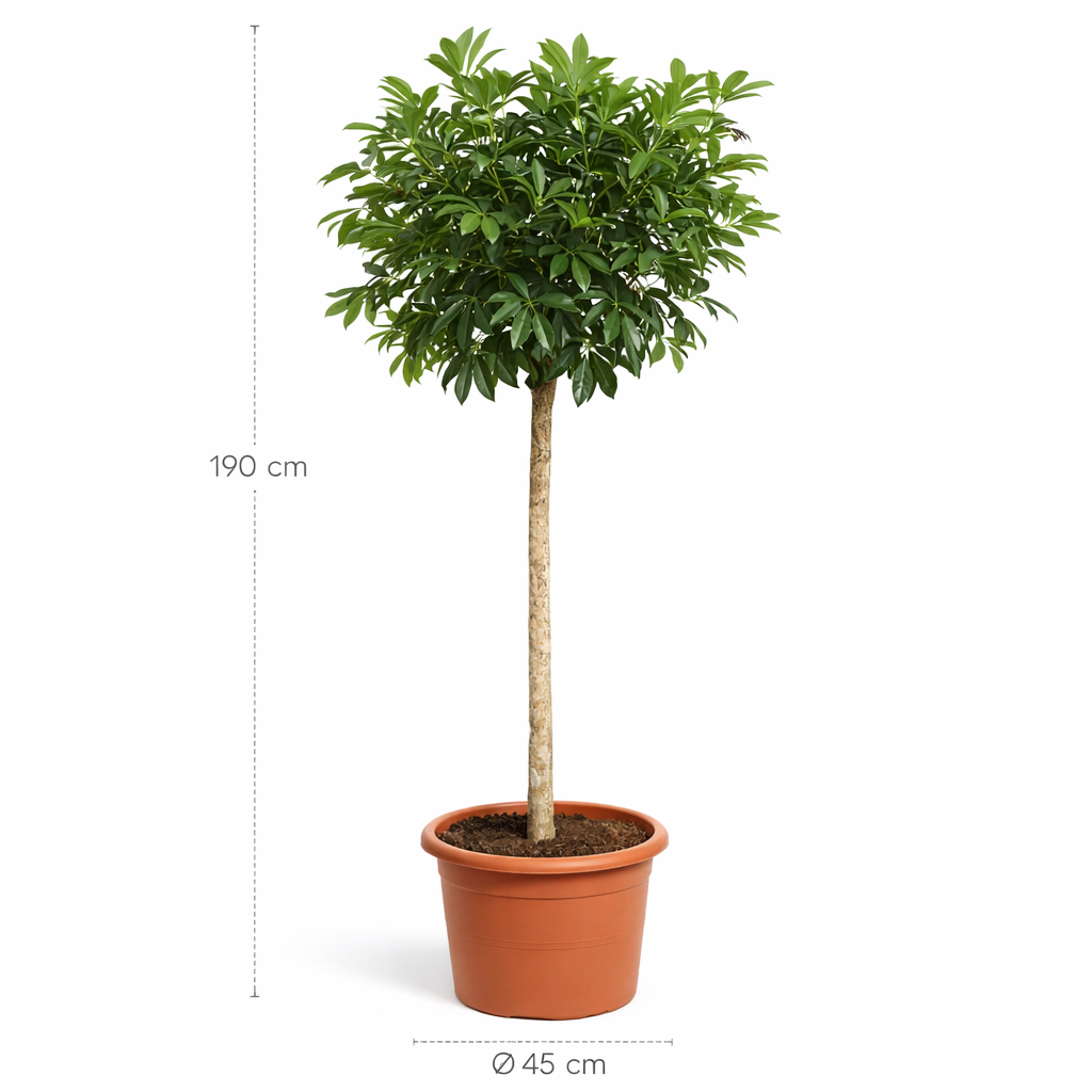Schefflera Arboricola Compacta boom – 190 cm