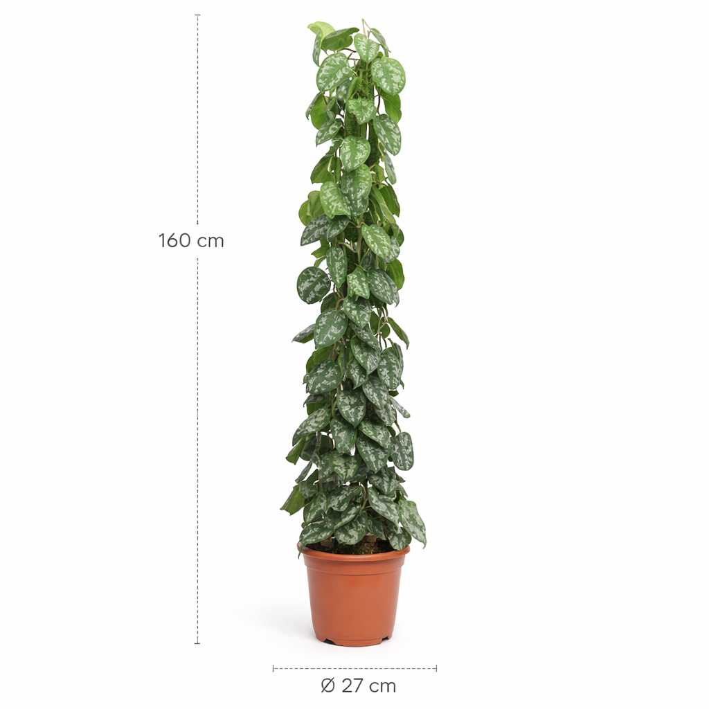 Scindapsus Pictus Trebie gaasrek – 160 cm