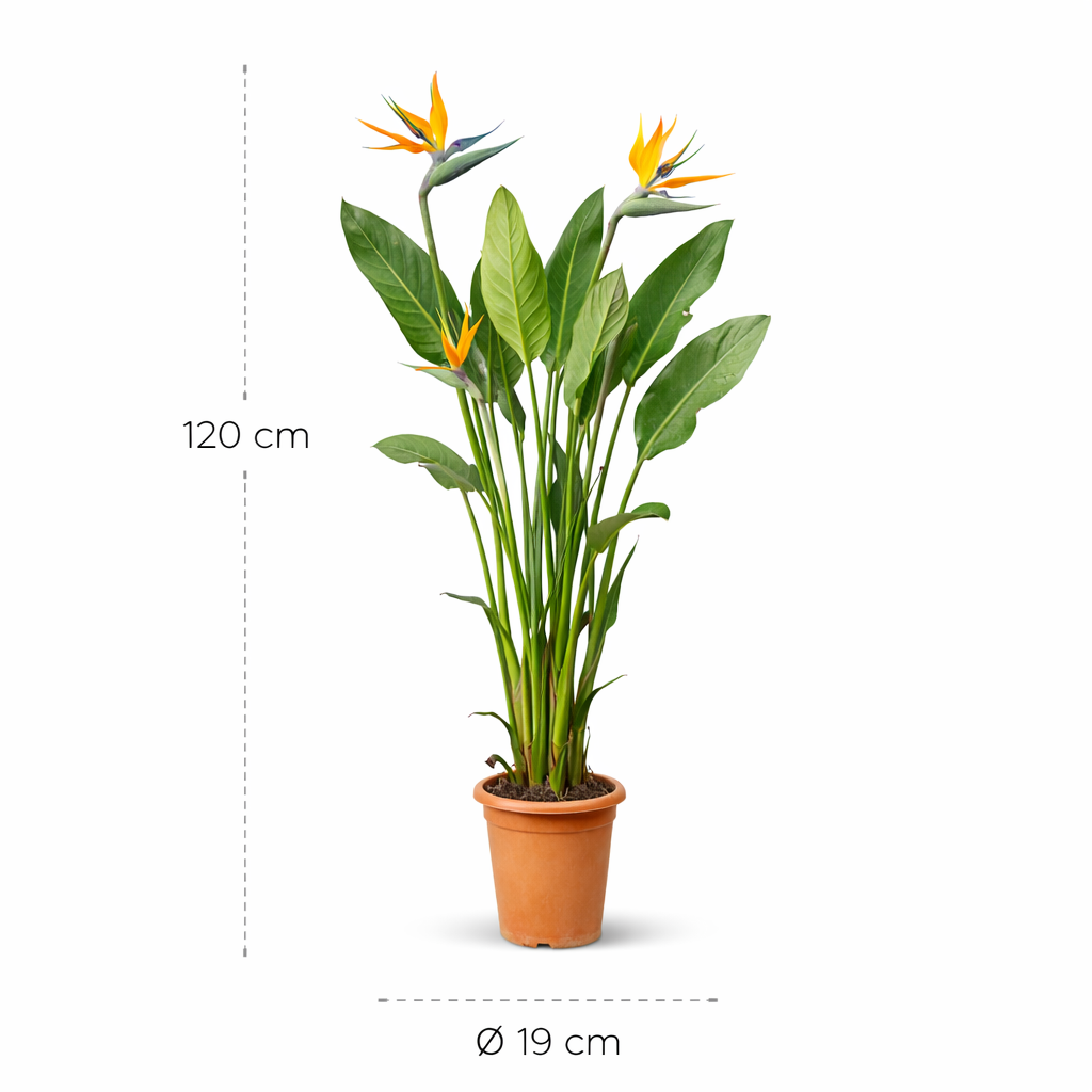 Strelitzia Reginae – 120 cm