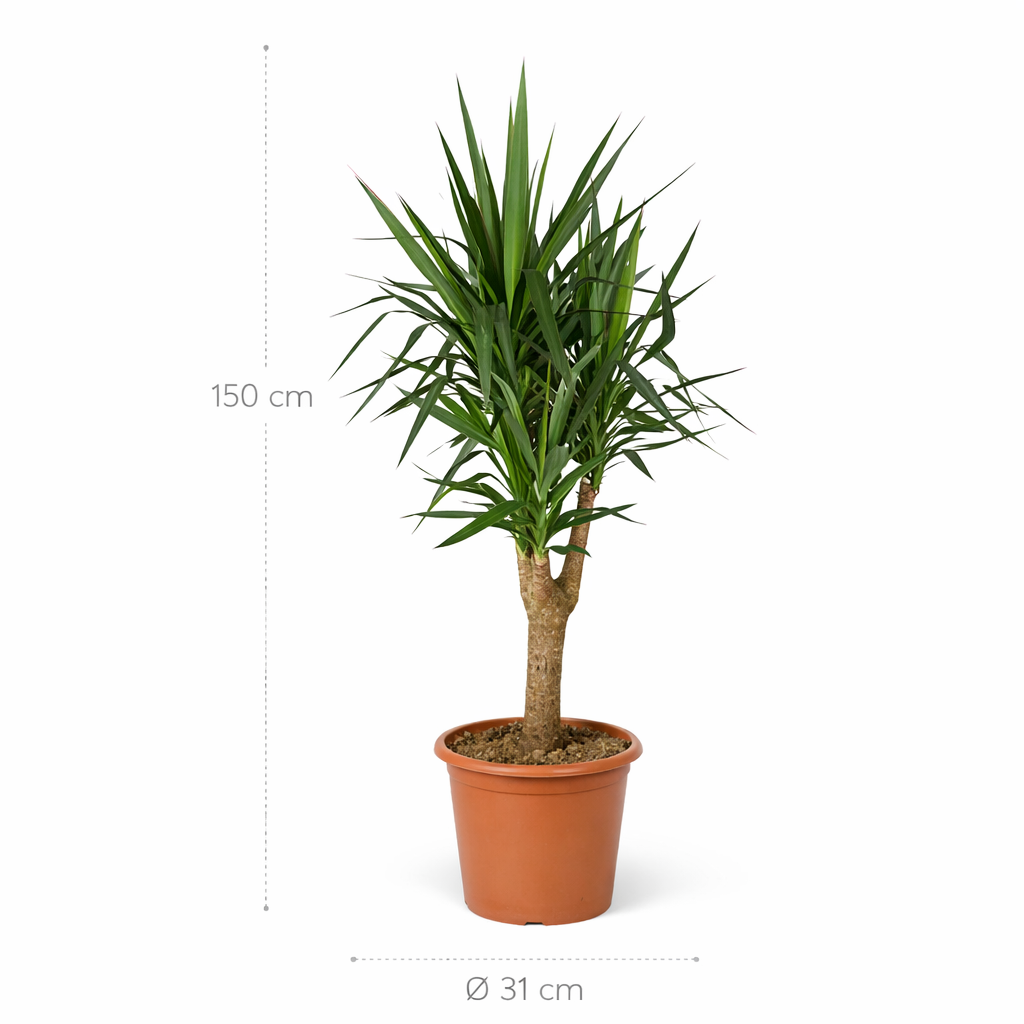 Yucca Elephantipe vertakt – 150 cm